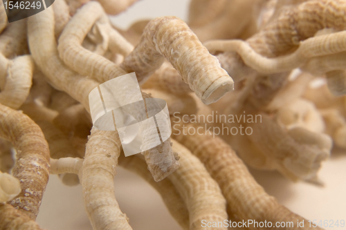 Image of serpulid worm tubes