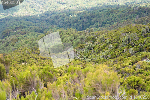 Image of vegetation around Mount Muhabura in Uganda