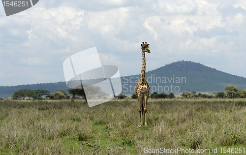 Image of frontal Giraffe in the savannah