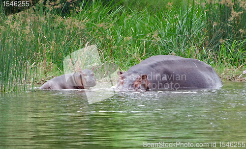 Image of Hippo calf and cow waterside in Africa