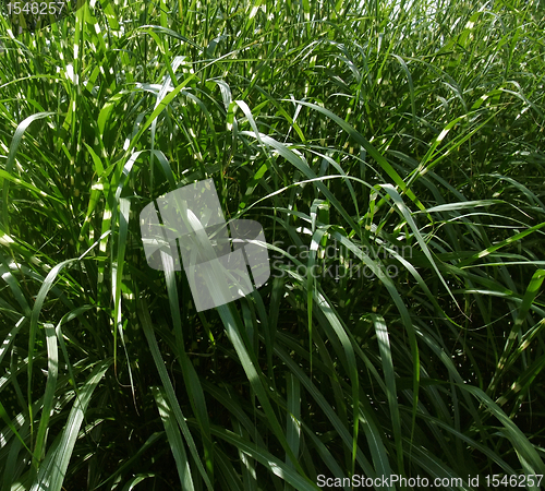 Image of grass leaves