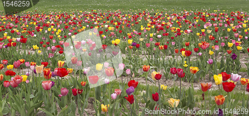 Image of colorful field of tulips