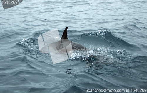 Image of dolphin