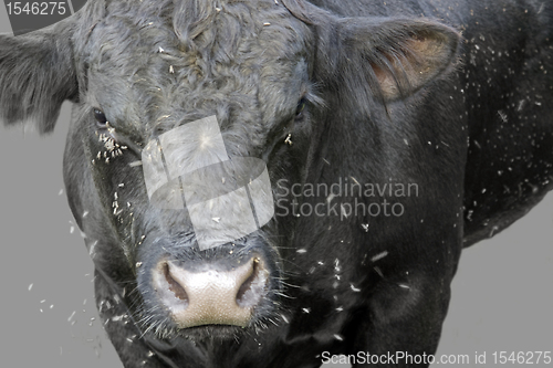 Image of fly scourge and cow