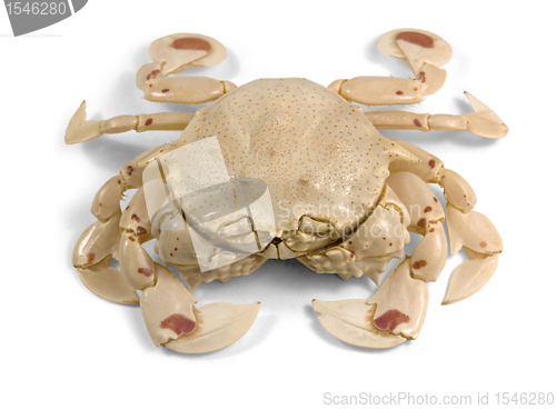 Image of moon crab in white back