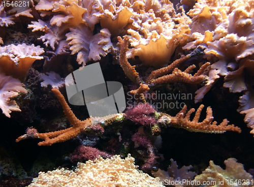 Image of underwater scenery