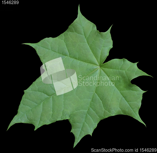 Image of green leaf in black back