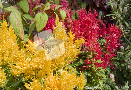 Image of sunny flowers