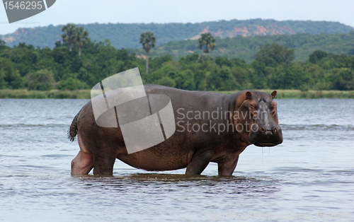 Image of Hippo in Africa