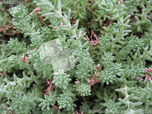 Image of succulent plant background