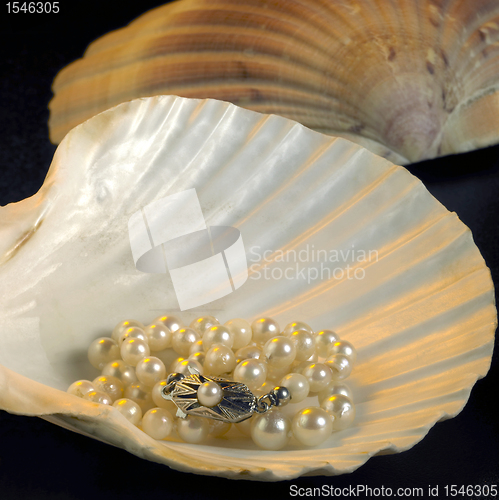 Image of seashell and pearl necklace