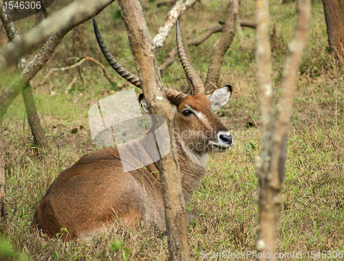 Image of Defassa Waterbuck in Uganda
