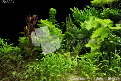 Image of water plants