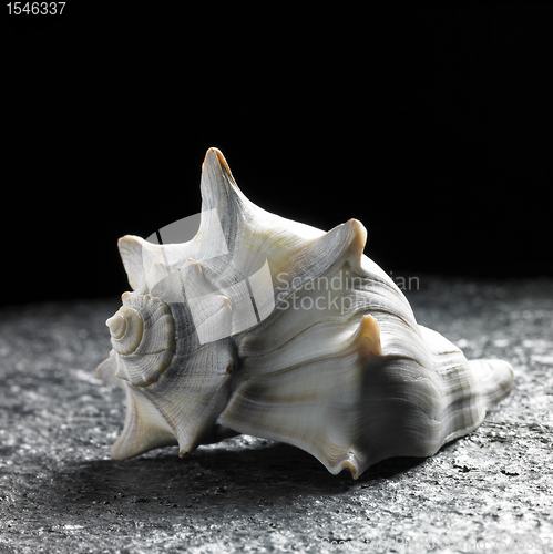 Image of seashell