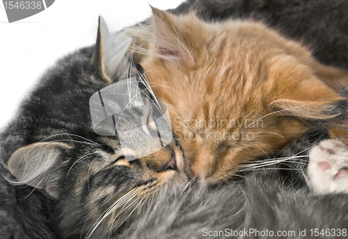 Image of snuggling kittens