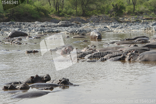 Image of Hippos in the water