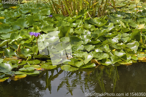 Image of sunny illuminated water lilies