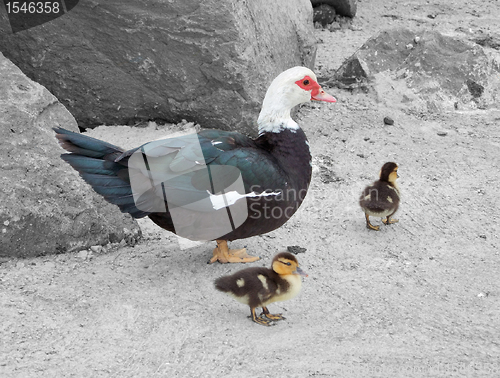 Image of duck with fledglings