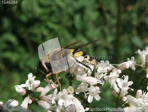 Image of hover fly