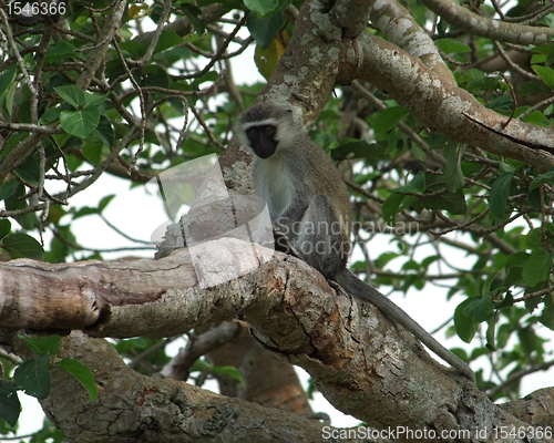 Image of vervet monkey sitting on a bough