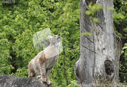 Image of Eurasian Lynx ready to jump