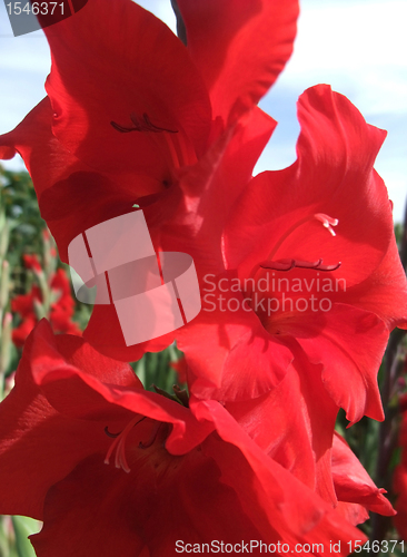 Image of red gladiolus flower