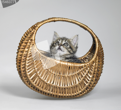 Image of kitten looking up in small basket