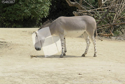 Image of African Wild Ass