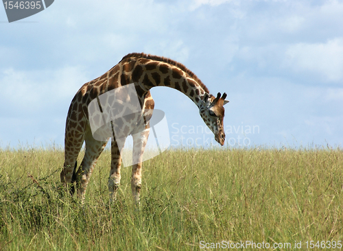 Image of Giraffe in african grassland