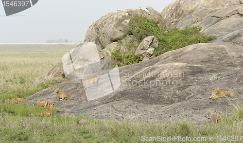 Image of young Lions playing on a rock formation