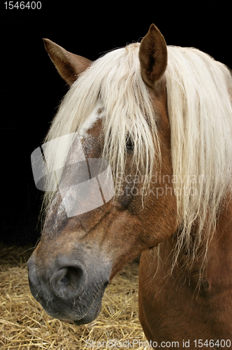 Image of horse portrait