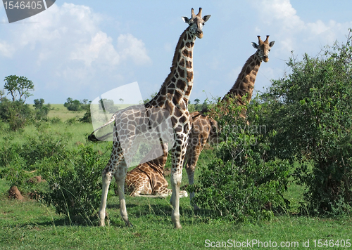 Image of Giraffes in Africa