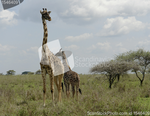 Image of old and young Giraffe