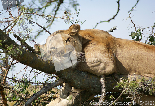 Image of Lion resting on a tree