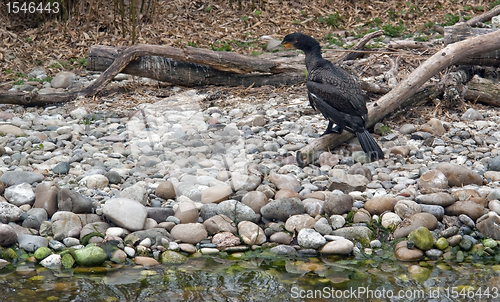 Image of waterside scenery with Great Cormorant