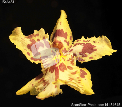 Image of yellow and red orchid flower