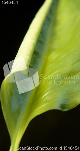 Image of abstract spring leaf detail