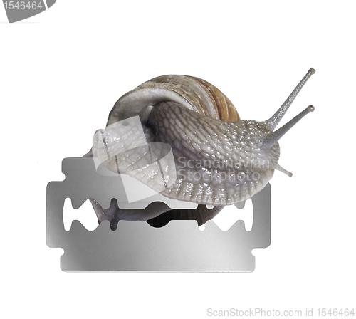 Image of Grapevine snail and razor blade