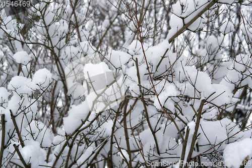 Image of twigs and snow