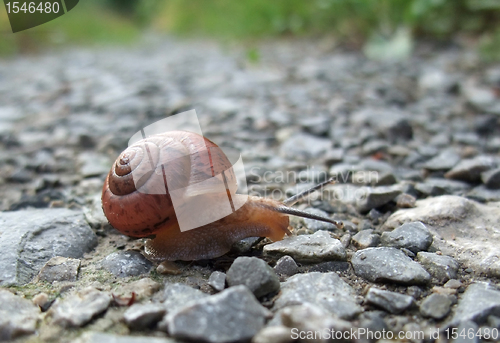 Image of Grove snail creeping on gravel