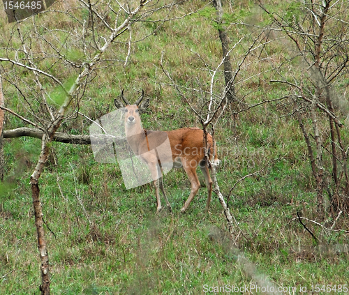 Image of Uganda Kob in shrubby ambiance