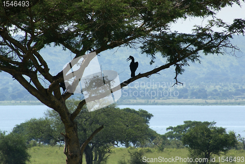 Image of african bird on tree
