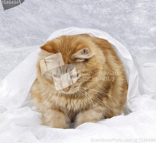 Image of Maine Coon kitten