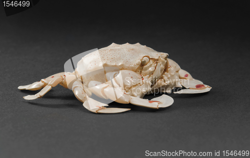 Image of moon crab in dark back