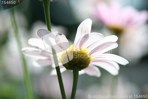 Image of Flower