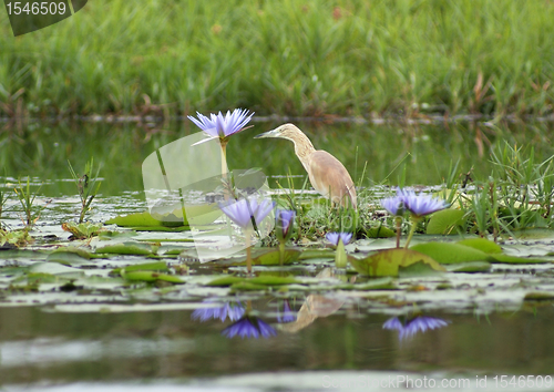 Image of Cattle Egret waterside