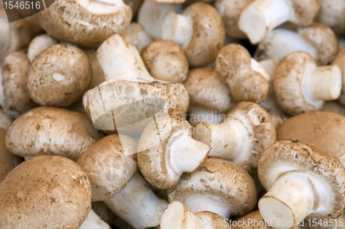 Image of white mushroom background