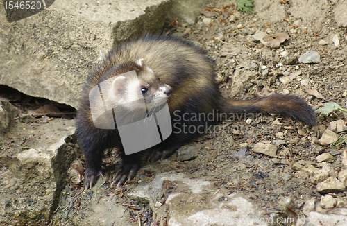 Image of Ferret in stony back