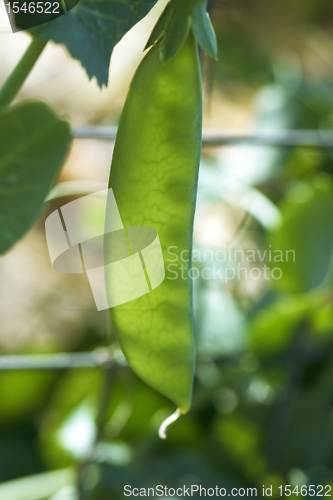 Image of translucent pea pods