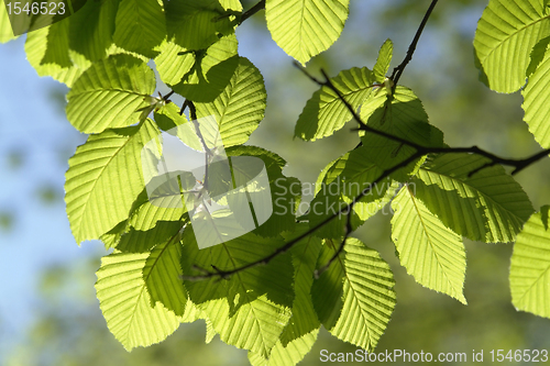 Image of sunny illuminated spring leaves